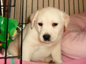 愛犬プリン！｜豊島区大塚駅にある美容室　Repro (リプロ)　くせ毛お悩み解決サロン